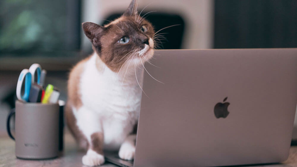 ノートパソコンにもたれかかる猫