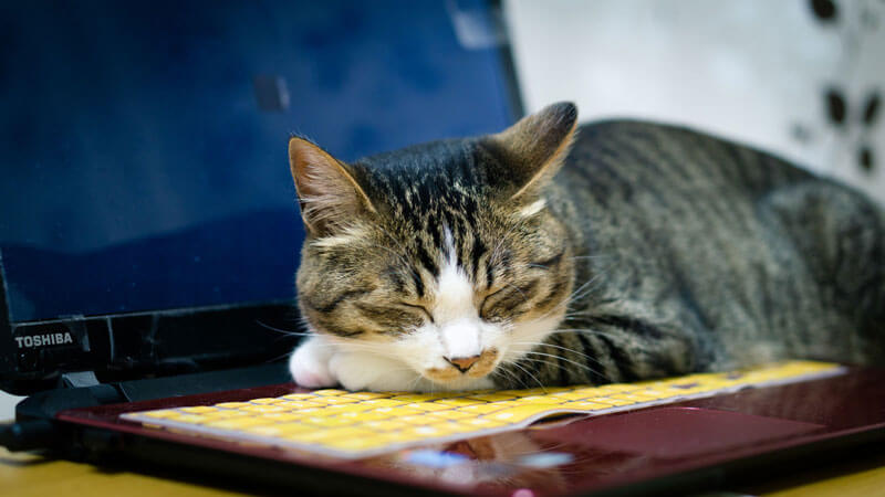 ノートパソコンの上で寝る猫