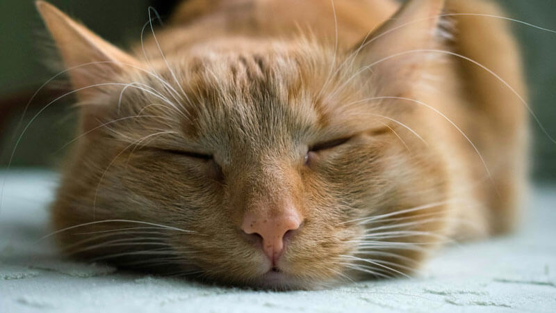 うつ伏せで寝る茶色の猫