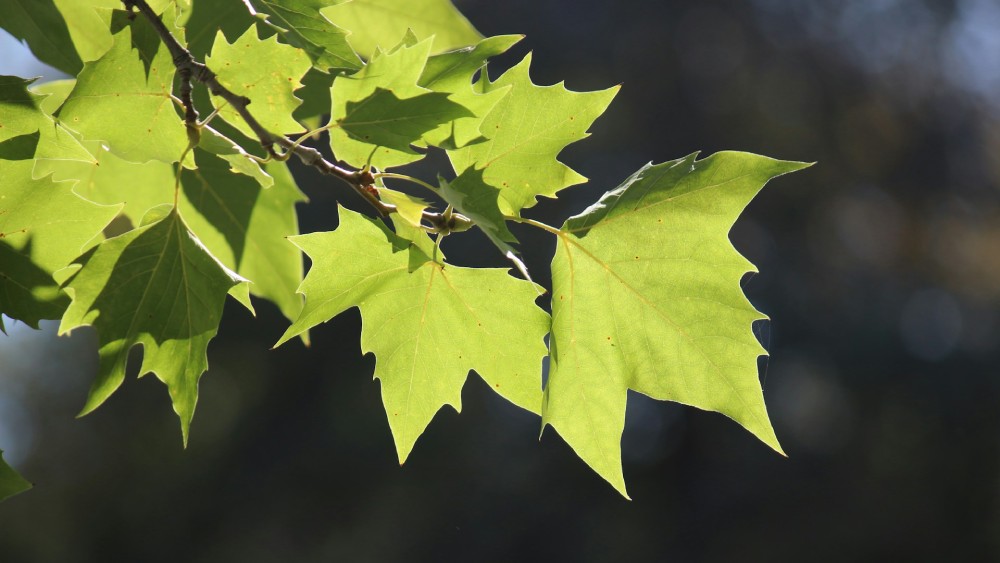 木の葉のクローズアップ